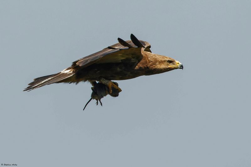 Aigle pomarin, Clanga pomarina
