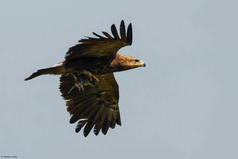 Aigle pomarin, Clanga pomarina