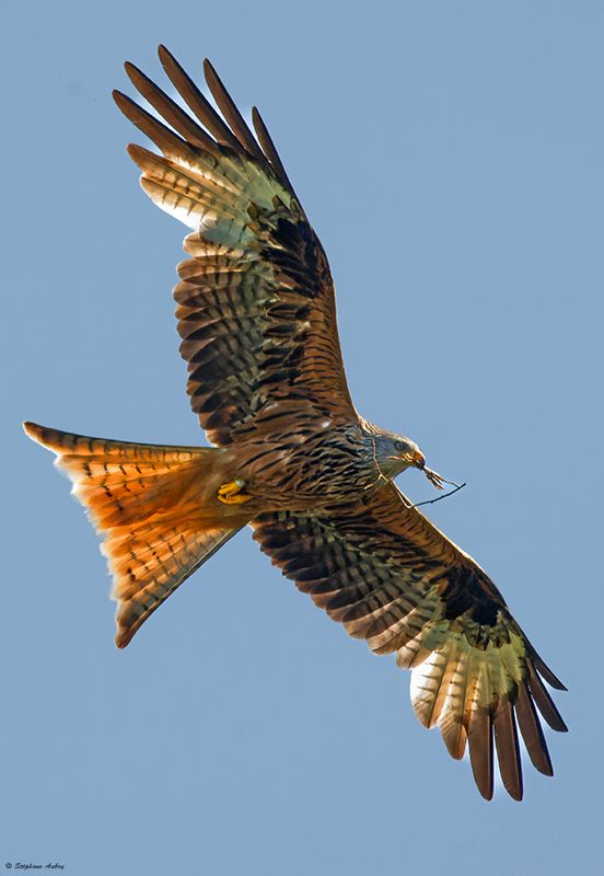 Milan royal, Milvus milvus