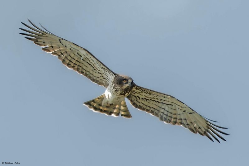Circate Jean-le-Blanc, Circaetus gallicus