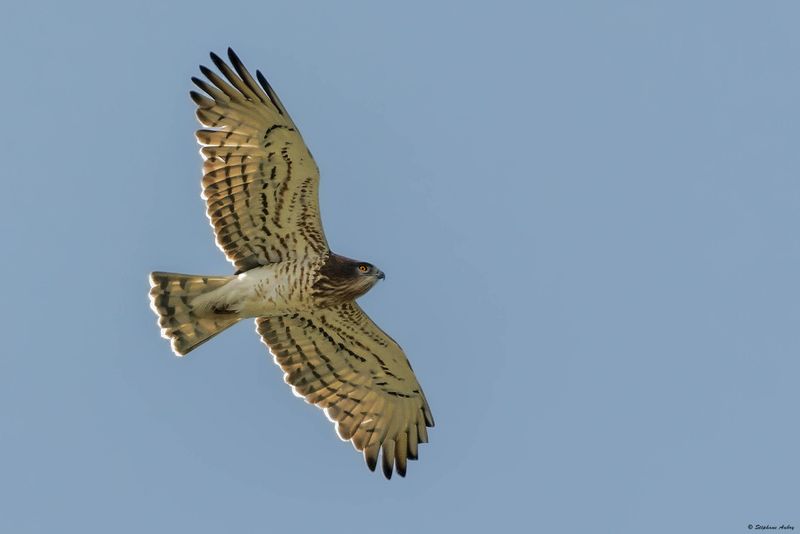 Circate Jean-le-Blanc, Circaetus gallicus