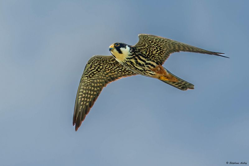 Faucon hobereau, Falco subbuteo