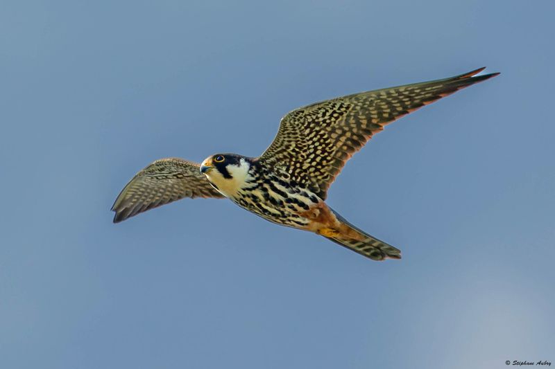 Faucon hobereau, Falco subbuteo