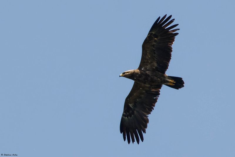 Aigle pomarin, Clanga pomarina