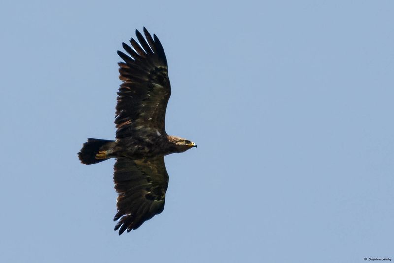 Aigle pomarin, Clanga pomarina