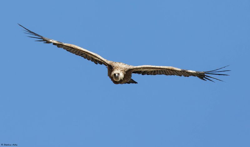 Vautour fauve, Gyps fulvus