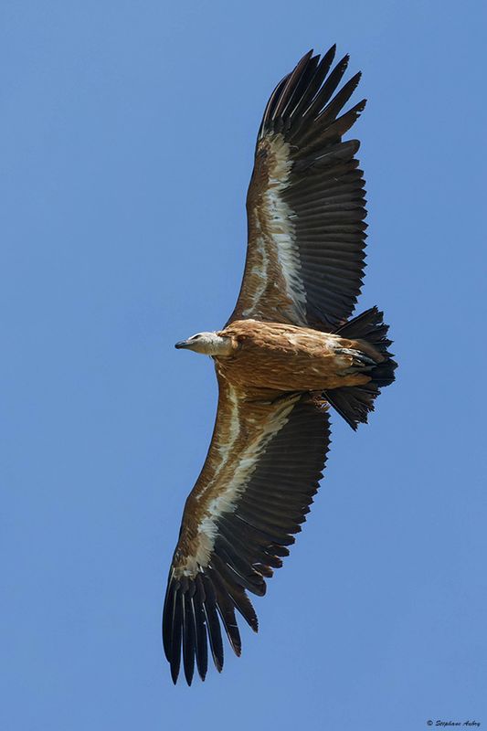 Vautour fauve, Gyps fulvus
