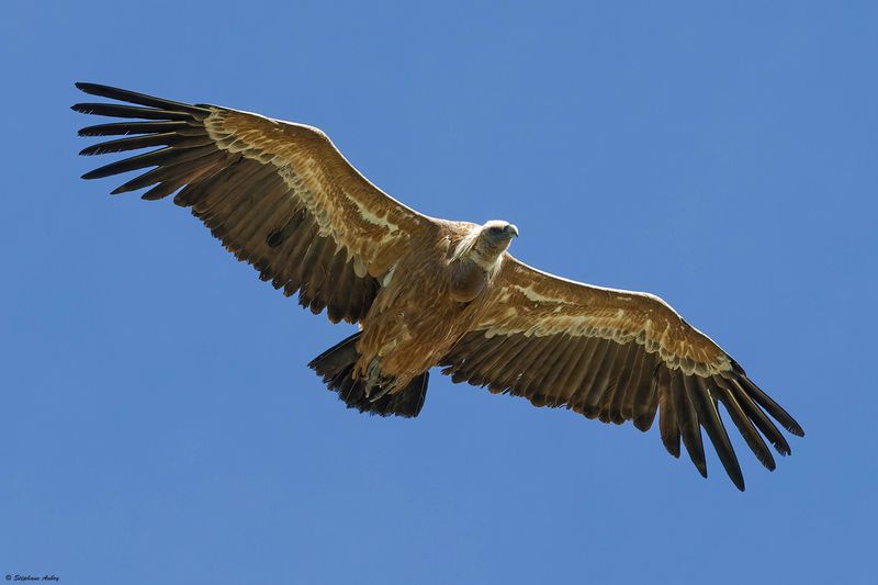 Vautour fauve, Gyps fulvus
