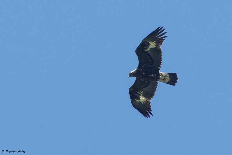 Aigle royal, Aquila chrysaetos