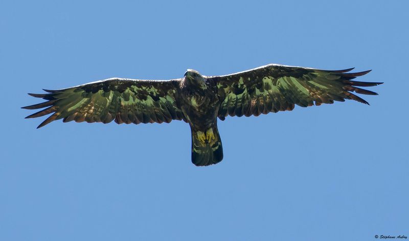 Aigle royal, Aquila chrysaetos