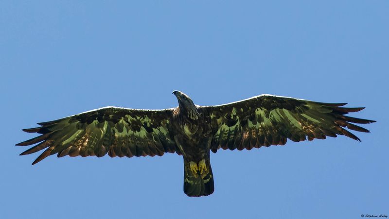 Aigle royal, Aquila chrysaetos