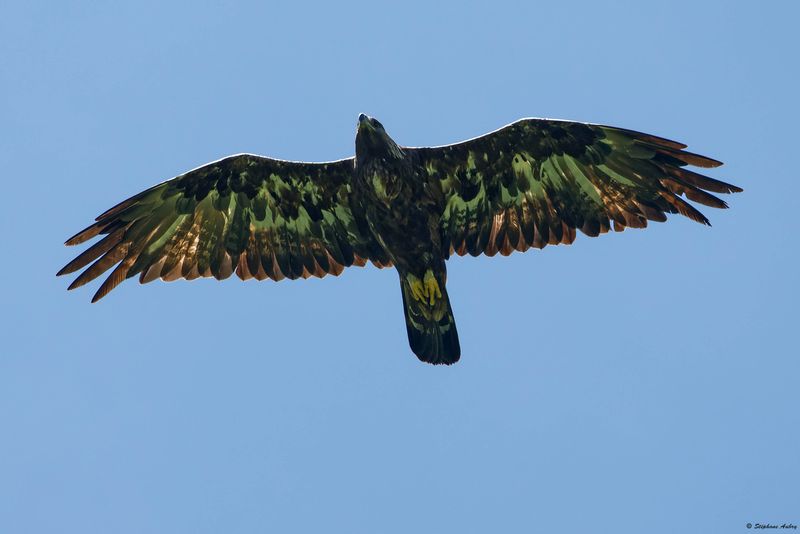 Aigle royal, Aquila chrysaetos