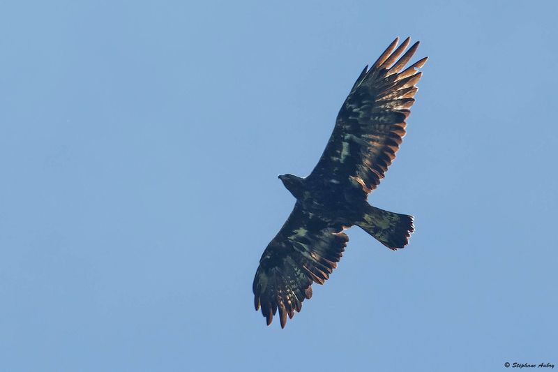 Aigle royal, Aquila chrysaetos