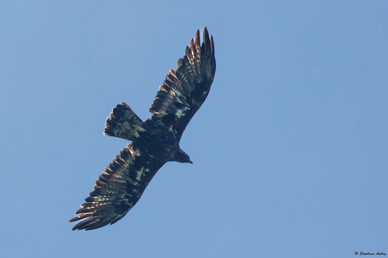 Aigle royal, Aquila chrysaetos