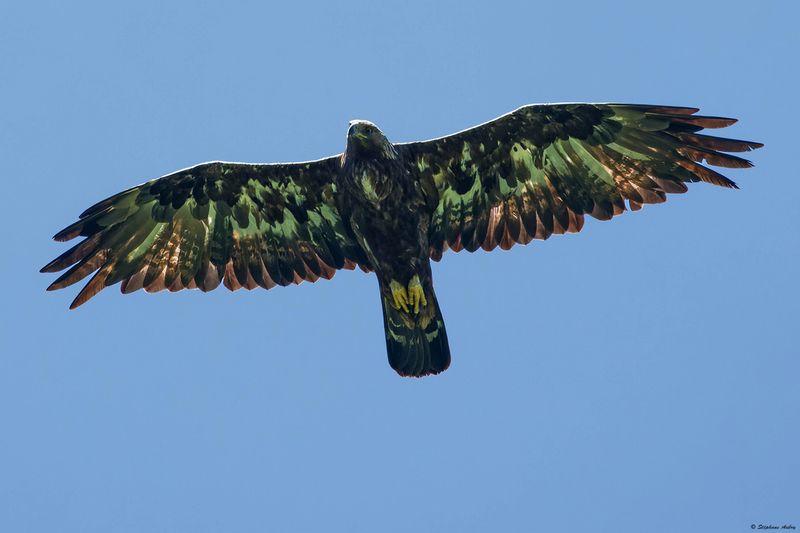 Aigle royal, Aquila chrysaetos