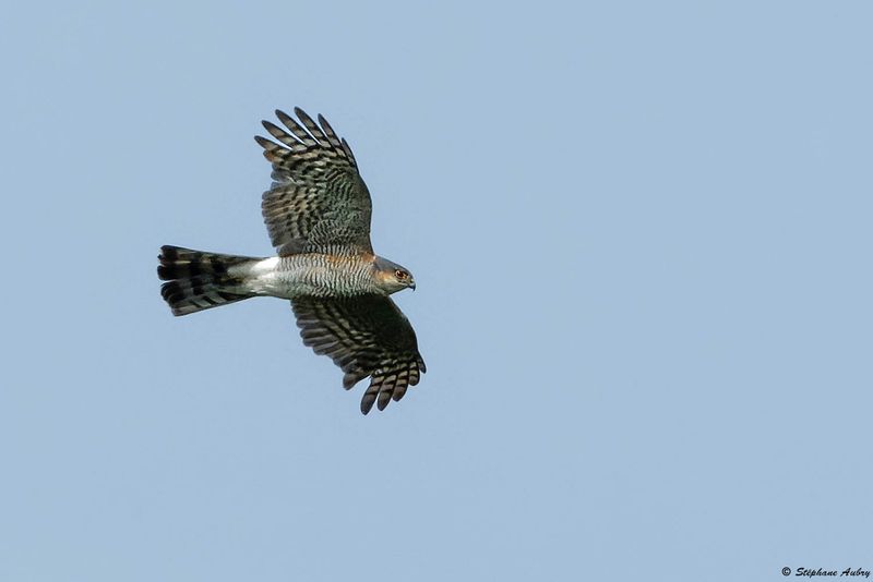 Epervier dEurope, Accipiter nisus