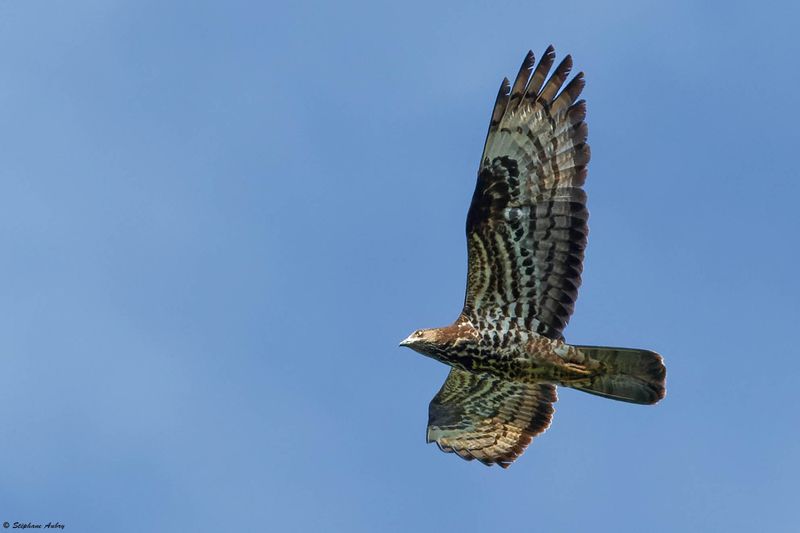 Bondre apivore, Pernis apivorus
