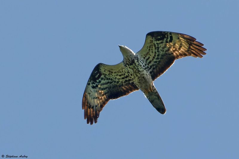 Bondre apivore, Pernis apivorus