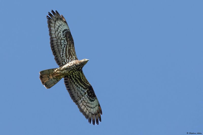 Bondre apivore, Pernis apivorus