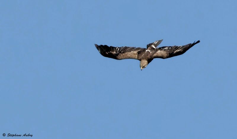 Aigle pomarin, Clanga pomarina