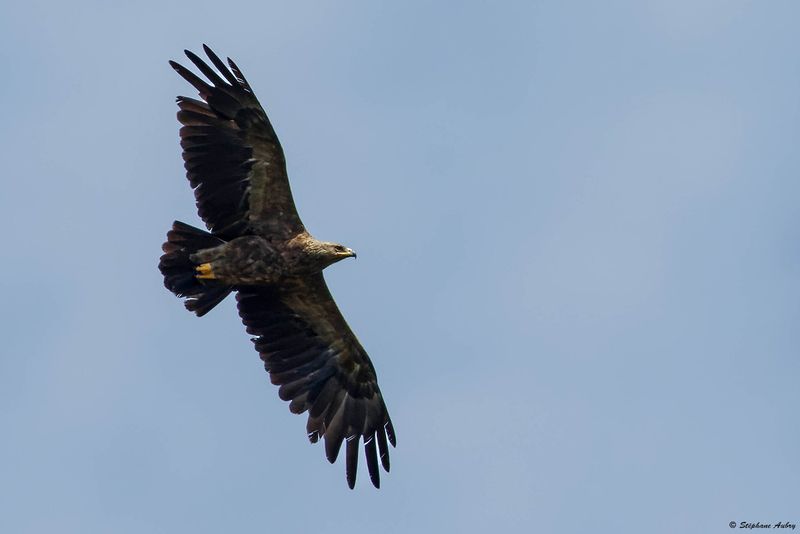 Aigle pomarin, Clanga pomarina