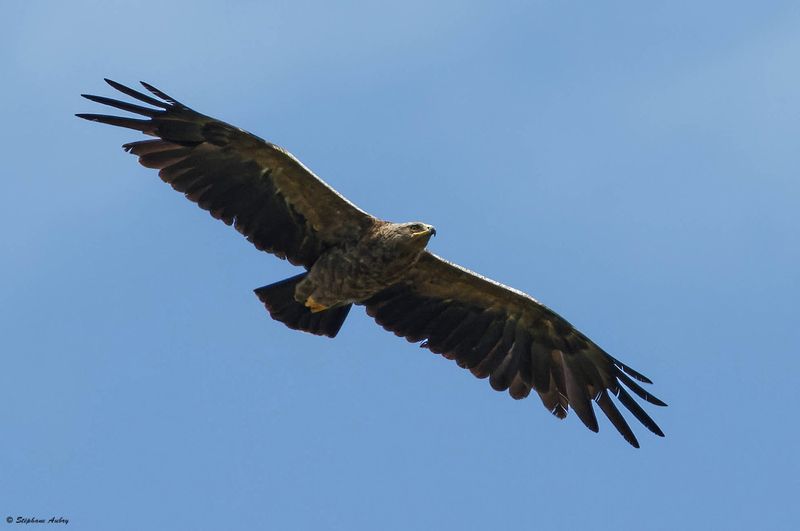 Aigle pomarin, Clanga pomarina