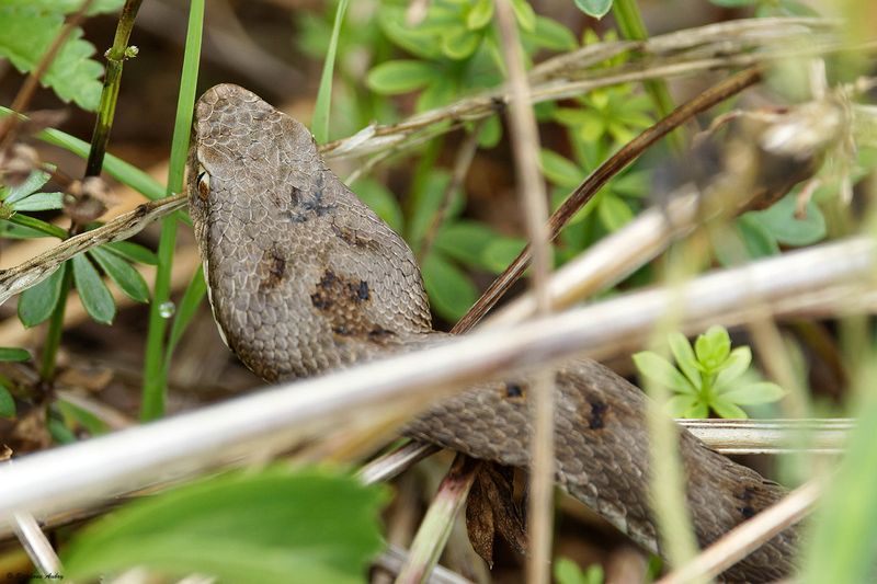 Vipre aspic, Vipera aspis aspis