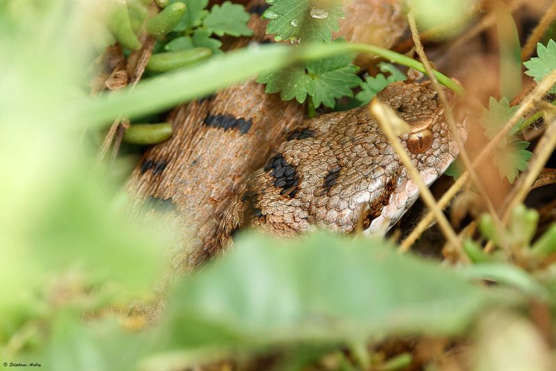 Vipre aspic, Vipera aspis aspis