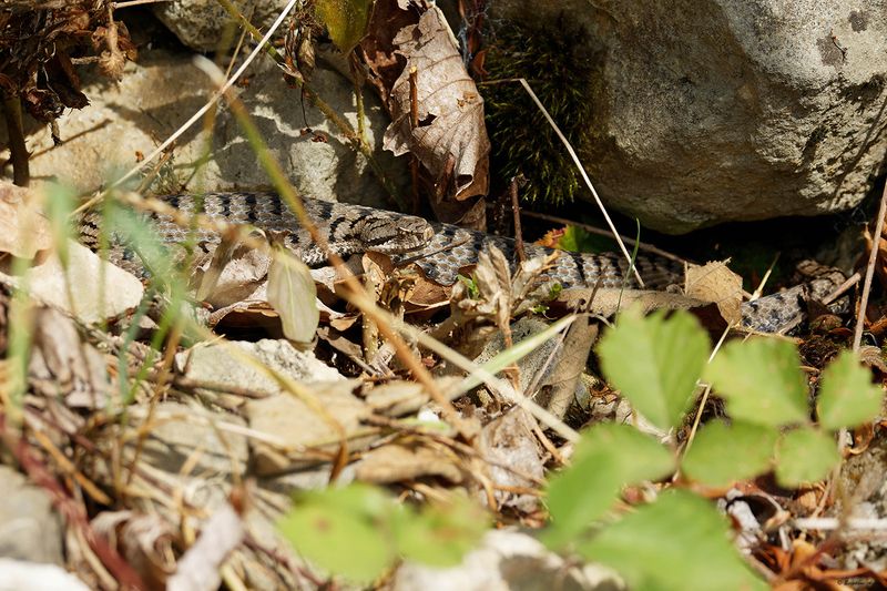 Vipre aspic, Vipera aspis aspis