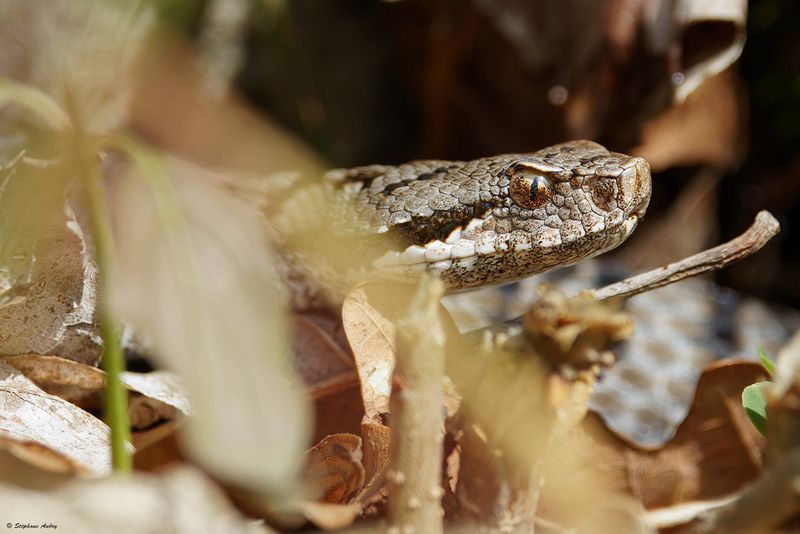 Vipre aspic, Vipera aspis aspis