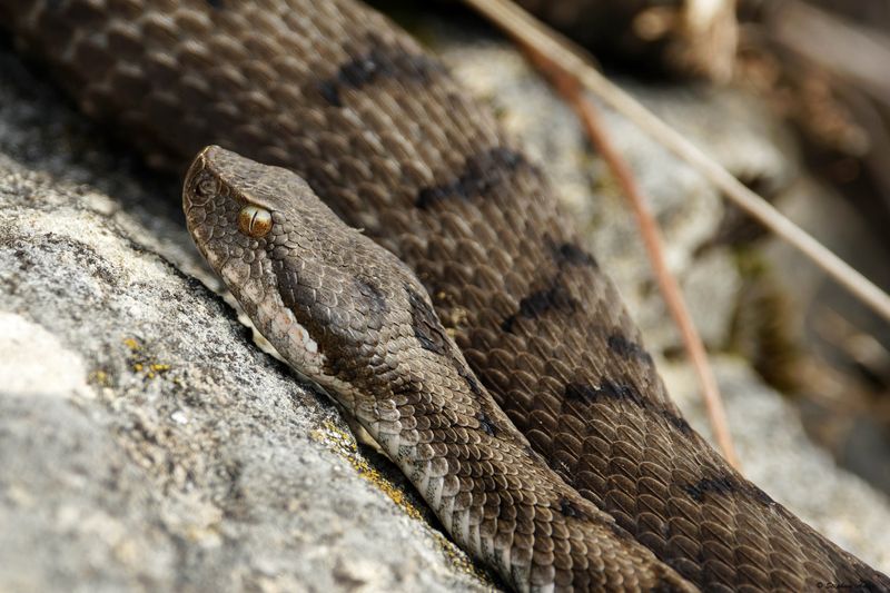 Vipre aspic, Vipera aspis aspis
