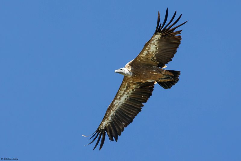 Vautour fauve, Gyps fulvus