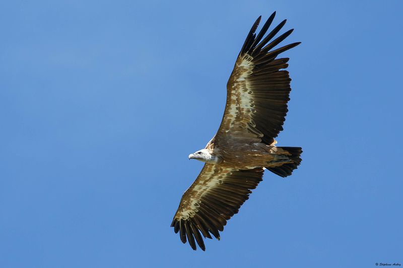Vautour fauve, Gyps fulvus