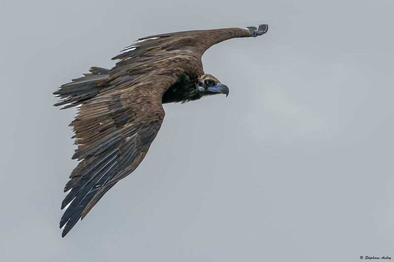 Vautour moine, Aegypius monachus