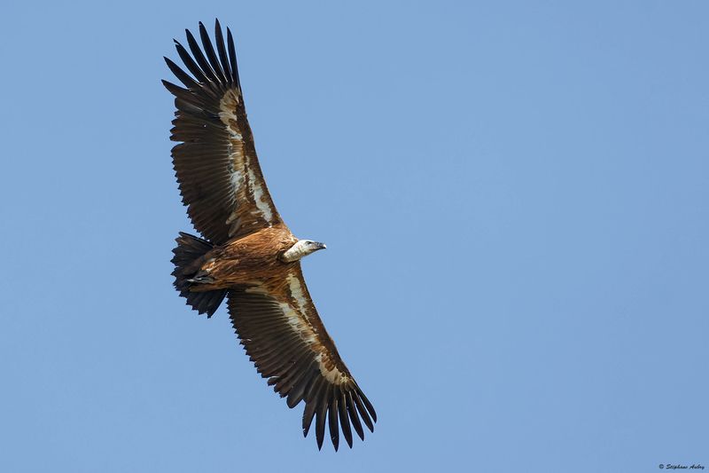 Vautour fauve, Gyps fulvus