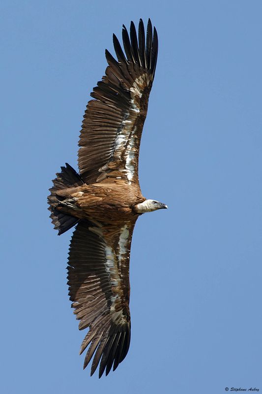 Vautour fauve, Gyps fulvus