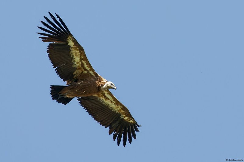 Vautour fauve, Gyps fulvus