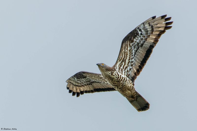 Bondre apivore, Pernis apivorus