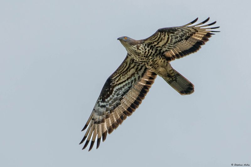 Bondre apivore, Pernis apivorus