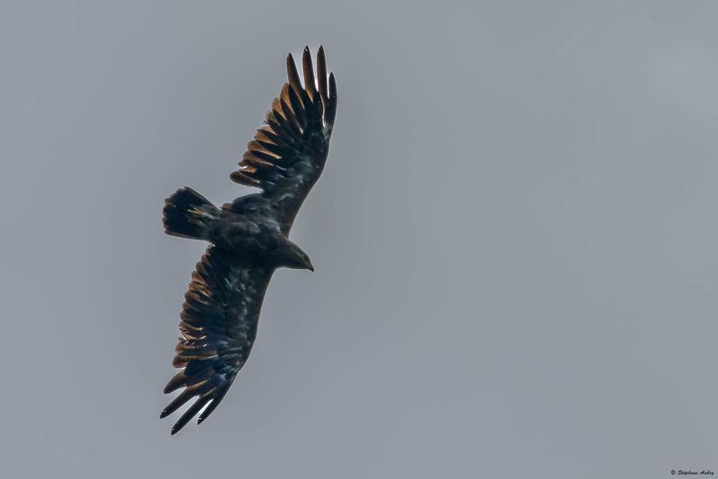 Aigle pomarin, Clanga pomarina