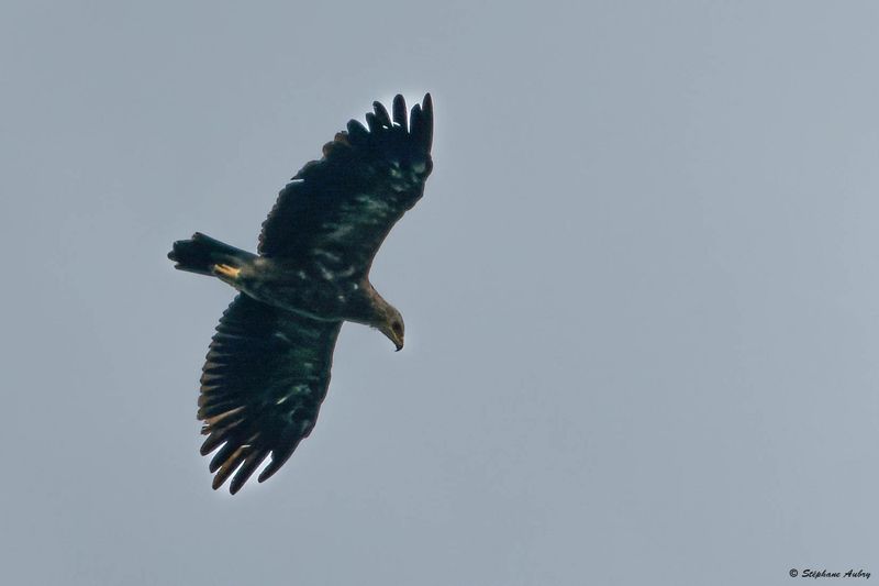 Aigle pomarin, Clanga pomarina