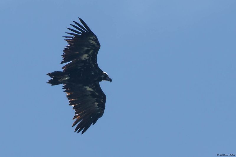 Vautour moine, Aegypius monachus