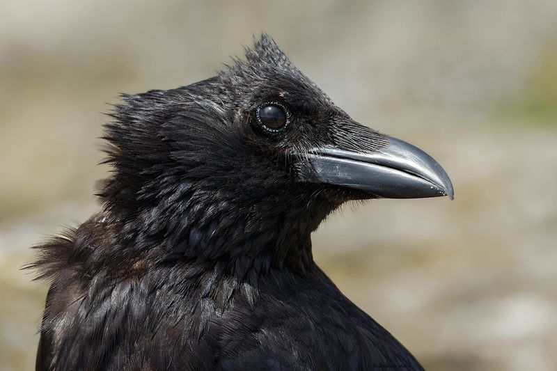 Corneille noire, Corvus corone