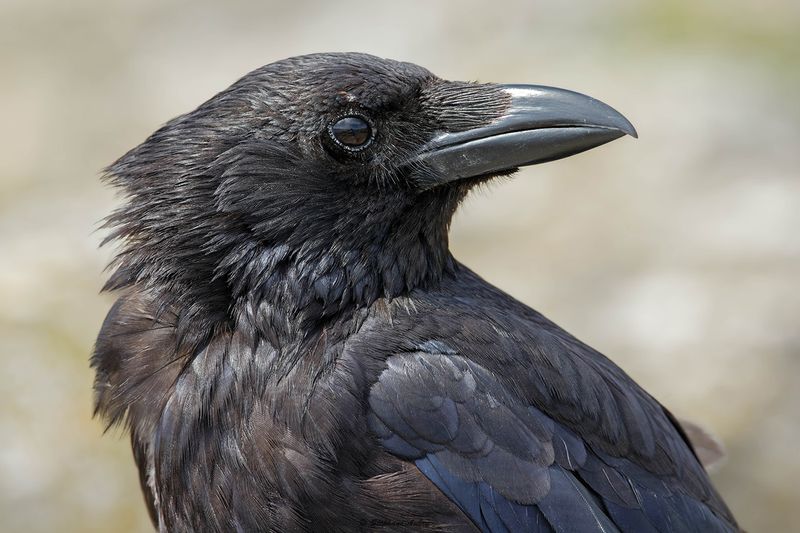 Corneille noire, Corvus corone