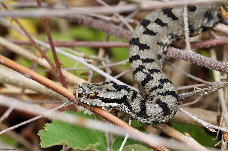 Vipre aspic, Vipera aspis aspis
