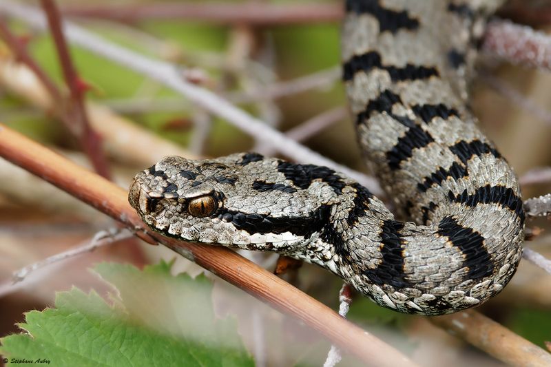 Vipre aspic, Vipera aspis aspis