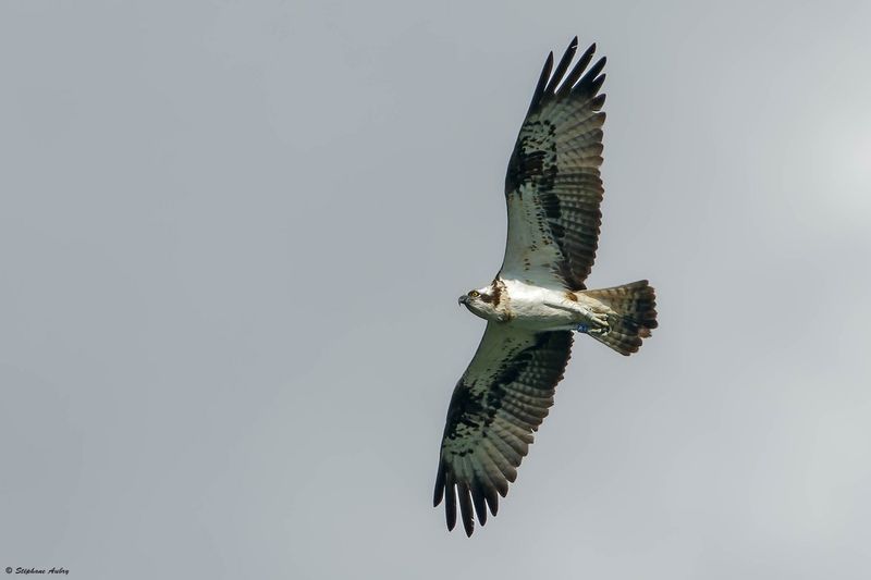 Balbuzard pcheur, Pandion haliaetus