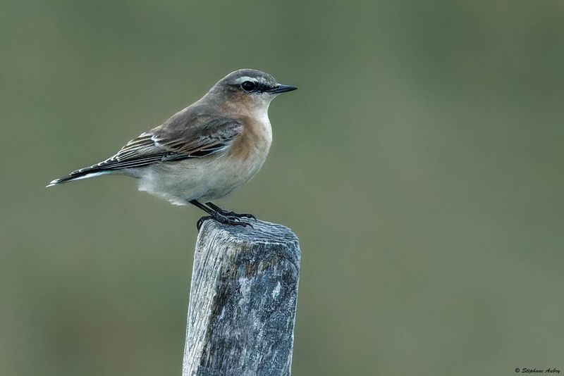 Traquet motteux, Oenanthe oenanthe 