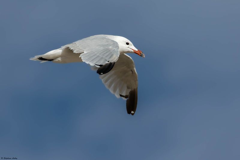 Golland dAudouin, Larus audouinii