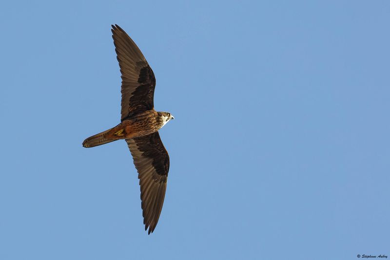 Faucon dElonore, Falco eleonorae